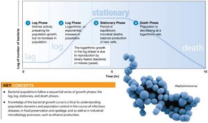 Bacterial growth curve with lag, log, stationary, and death phases