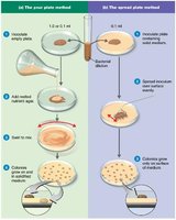 Pour plate and spread plate methods