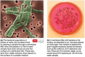 Counting bacteria by filtration