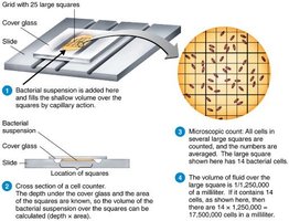 Direct microscopic count of bacteria