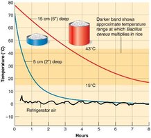Effect of food amount on cooling rate and spoilage