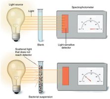 Turbidity estimation of bacterial numbers