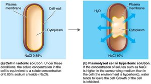 Plasmolysis in bacterial cells due to osmotic pressure