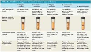 Effect of oxygen on the growth of various types of bacteria