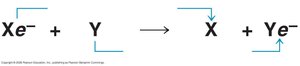 Diagram of electron donor and acceptor in redox reaction