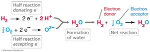 Redox tower diagram
