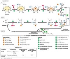 Diagram of glycolysis pathway