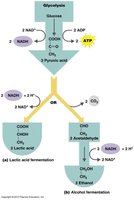 Diagram of fermentation pathways