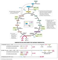 Diagram of the citric acid cycle