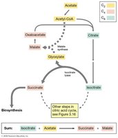 Diagram of the glyoxylate cycle