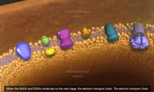 ETC in the mitochondrial membrane