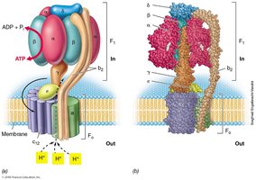 Structure of ATP synthase