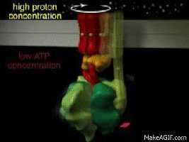 Animation of ATP synthase function