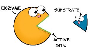Cartoon of enzyme and substrate interaction