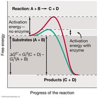 Graph showing enzyme lowering activation energy