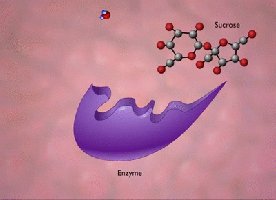 Enzyme and substrate molecular model