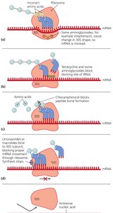 Mechanisms of protein synthesis inhibition by antimicrobials