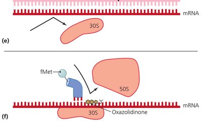 Mechanisms of protein synthesis inhibition by antimicrobials (continued)