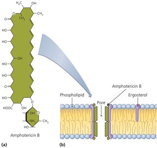 Amphotericin B disrupting fungal cell membrane