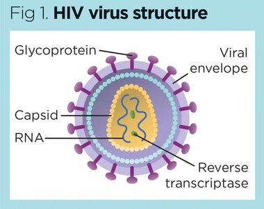HIV virus structure with reverse transcriptase