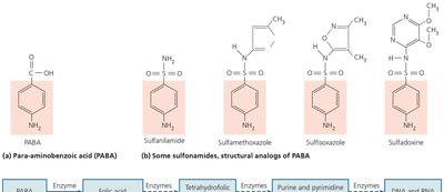 Sulfonamides as structural analogs of PABA