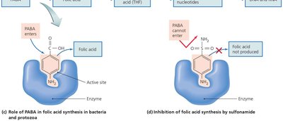 Inhibition of folic acid synthesis by sulfonamides