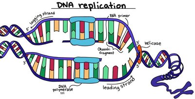 DNA replication machinery