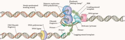 DNA replication with DNA gyrase
