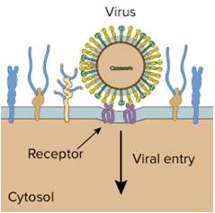 Viral entry into host cell