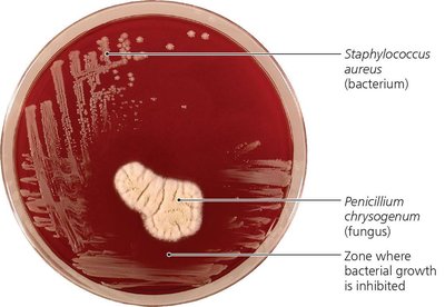Penicillium chrysogenum inhibiting Staphylococcus aureus on agar plate