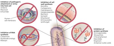 Overview of antimicrobial mechanisms of action