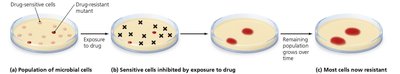 Development of a resistant bacterial strain