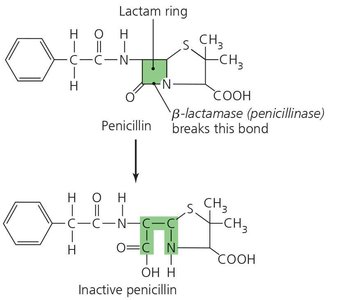 Beta-lactamase inactivating penicillin
