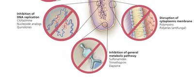 Overview of antimicrobial mechanisms of action (continued)