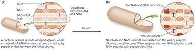 Bacterial cell wall synthesis and peptidoglycan structure