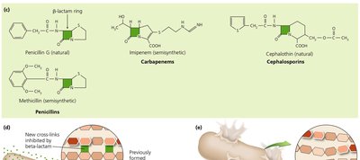 Beta-lactam antibiotics and their structures