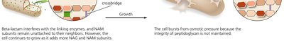 Beta-lactam antibiotics interfering with cell wall synthesis