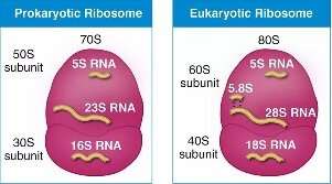 Comparison of prokaryotic and eukaryotic ribosomes