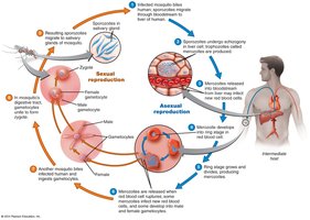 Life cycle of Plasmodium vivax (malaria)