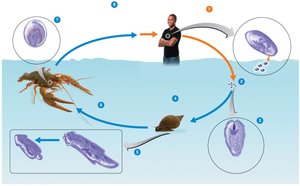 Life cycle of Paragonimus (lung fluke)