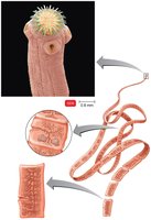 General anatomy of an adult tapeworm