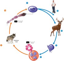 Life cycle of Echinococcus (hydatid tapeworm)