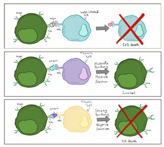 T cell selection: positive and negative selection