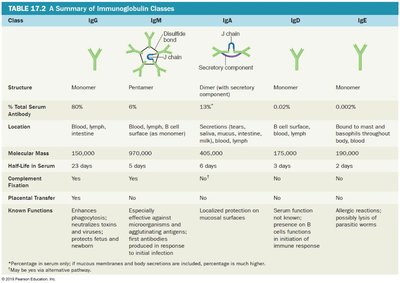 Summary of immunoglobulin classes