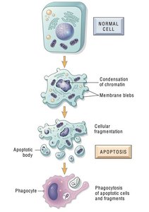 Apoptosis process