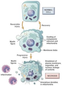 Necrosis process