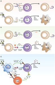 Direct and indirect activation of NK cells