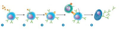 Activation of B cells by T-dependent antigens