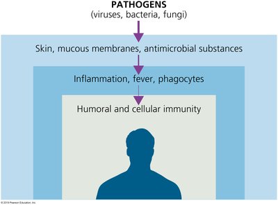 Layers of host defense against pathogens