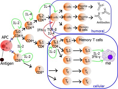 Helper T cell functions